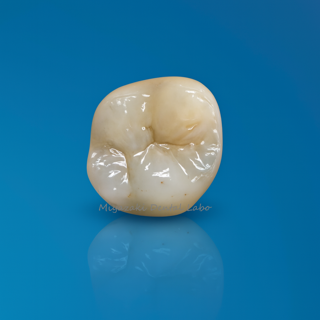 ジルコニア上顎6